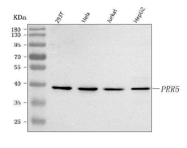 Anti-PRR5 Antibody Picoband® Boster Bio