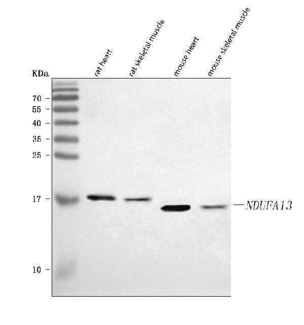 Anti-GRIM19/NDUFA13 Antibody Picoband® Boster Bio