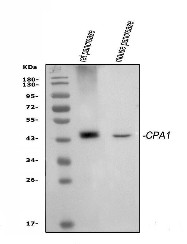 Anti-Carboxypeptidase A/CPA1 Antibody Picoband® Boster Bio