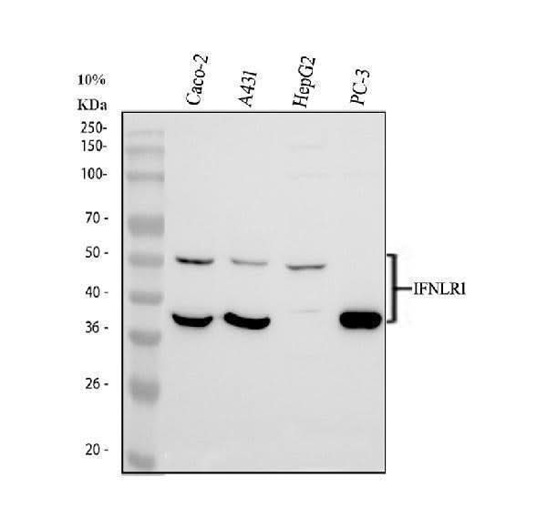 Anti-IFNLR1 Antibody Picoband® Boster Bio