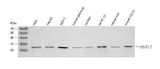 Anti-OSTF1 Antibody Picoband® Boster Bio