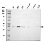 Anti-Dexras1/RASD1 Antibody Picoband® Boster Bio