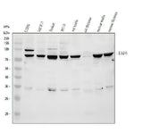 Anti-TAF6 Antibody Picoband® Boster Bio