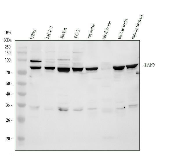 Anti-TAF6 Antibody Picoband® Boster Bio
