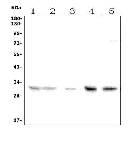 Anti-Slc25a1 Picoband® Antibody Boster Bio