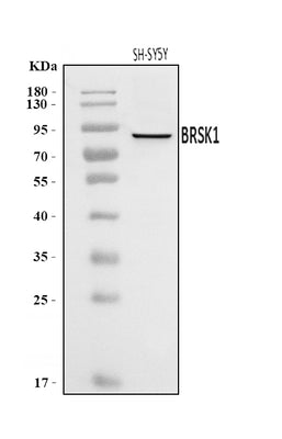 Anti-BRSK1 Antibody Picoband® Boster Bio