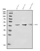 Anti-IDO-2/IDO2 Antibody Picoband® Boster Bio