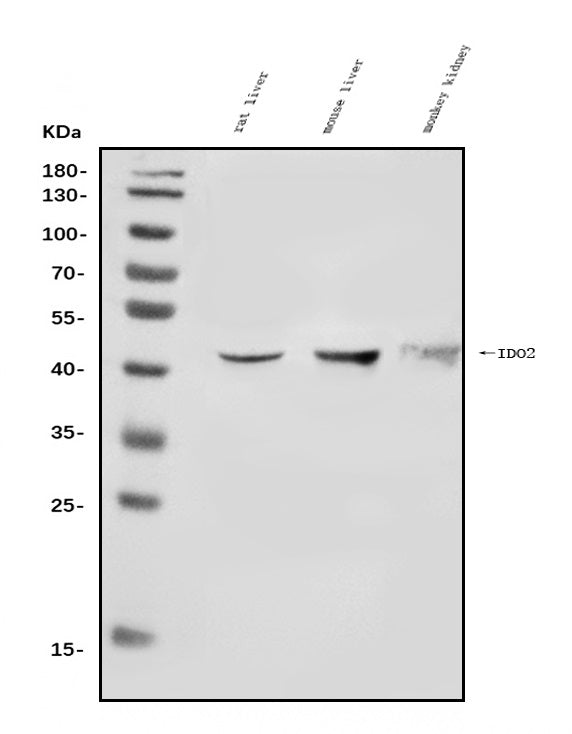 Anti-IDO-2/IDO2 Antibody Picoband® Boster Bio