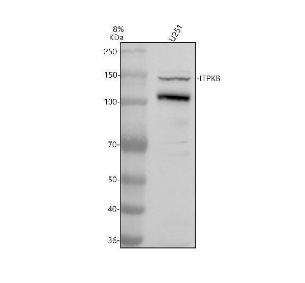 Anti-ITPKB Antibody Picoband® Boster Bio