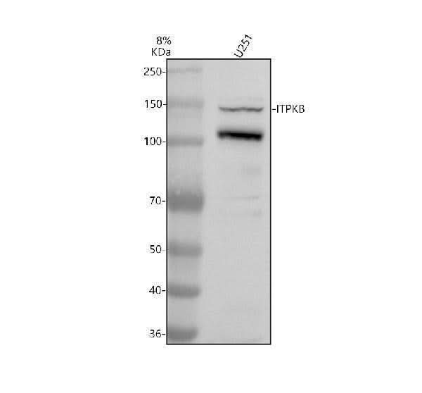 Anti-ITPKB Antibody Picoband® Boster Bio