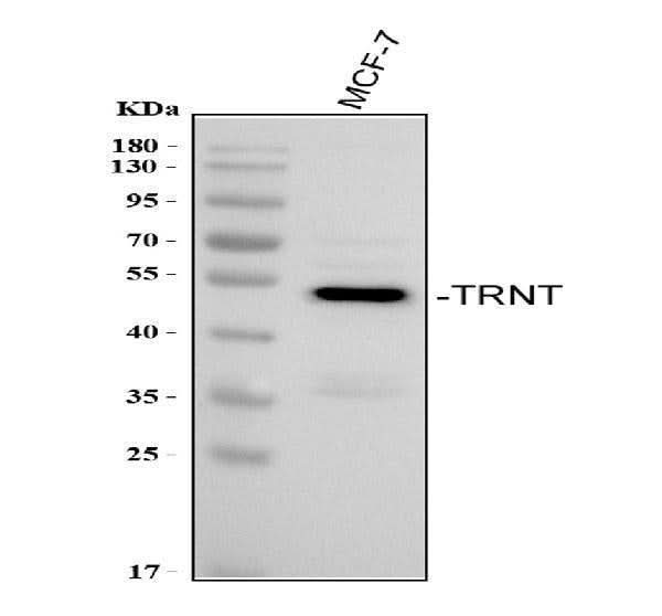 Anti-TRNT1 Antibody Picoband® Boster Bio
