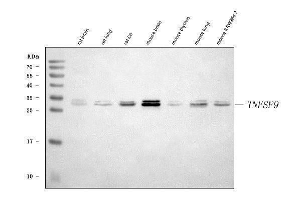 Anti-4-1BBL/Tnfsf9 Antibody Picoband® Boster Bio