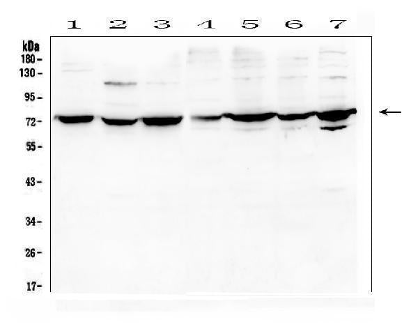Anti-DARS2 Antibody Picoband® Boster Bio