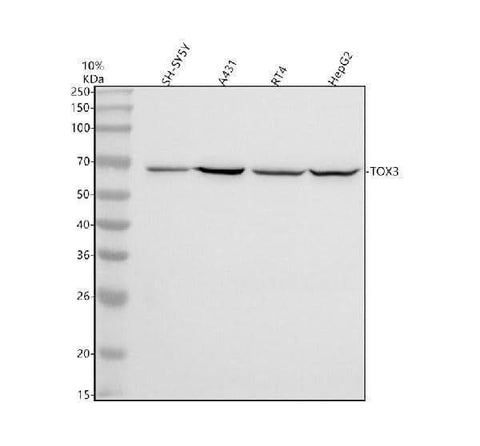 Anti-TOX3 Antibody Picoband® Boster Bio