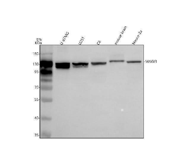 Anti-MAGI3 Antibody Picoband® Boster Bio