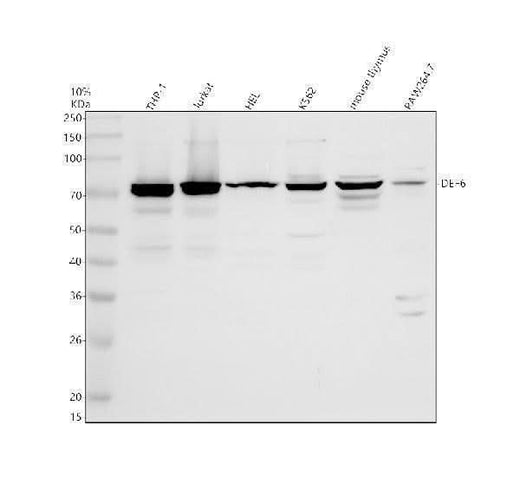 Anti-DEF6 Antibody Picoband® Boster Bio