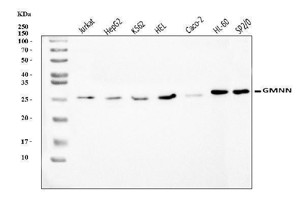 Anti-Geminin/GMNN Antibody Picoband® Boster Bio