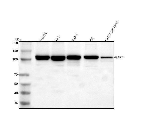 Anti-GART Antibody Picoband® Boster Bio