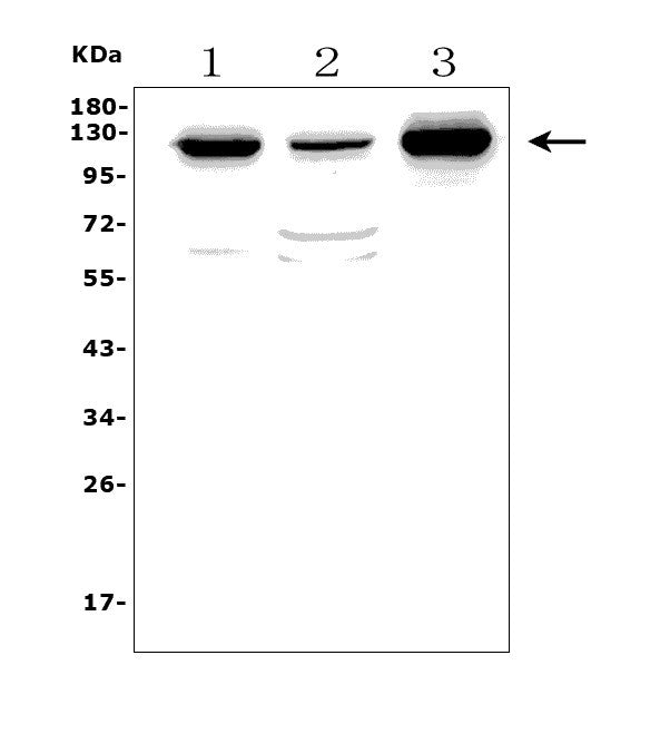Anti-MORC3 Antibody Picoband® Boster Bio
