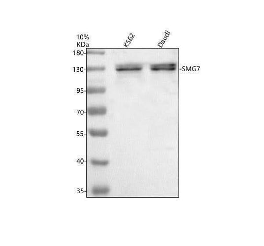 Anti-SMG7 Antibody Picoband® Boster Bio