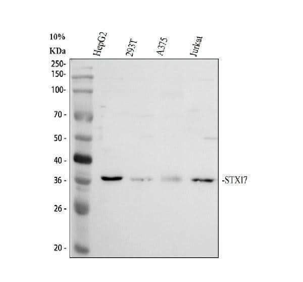 Anti-STX17 Antibody Picoband® Boster Bio