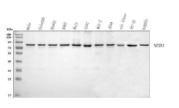 Anti-NUB1 Antibody Picoband® Boster Bio