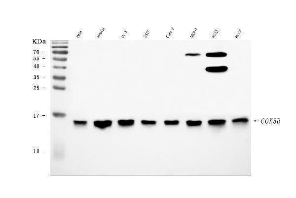 Anti-COX5B Antibody Picoband® Boster Bio