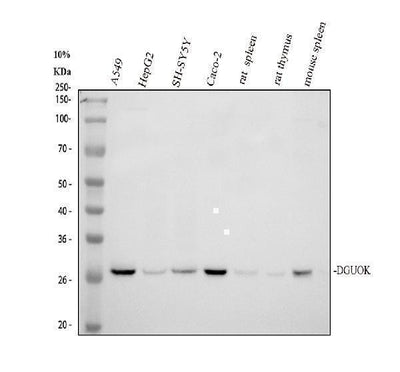 Anti-DGUOK Antibody Picoband® Boster Bio