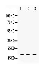 Anti-LMO1 Antibody Picoband® Boster Bio