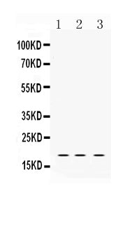 Anti-LMO1 Antibody Picoband® Boster Bio