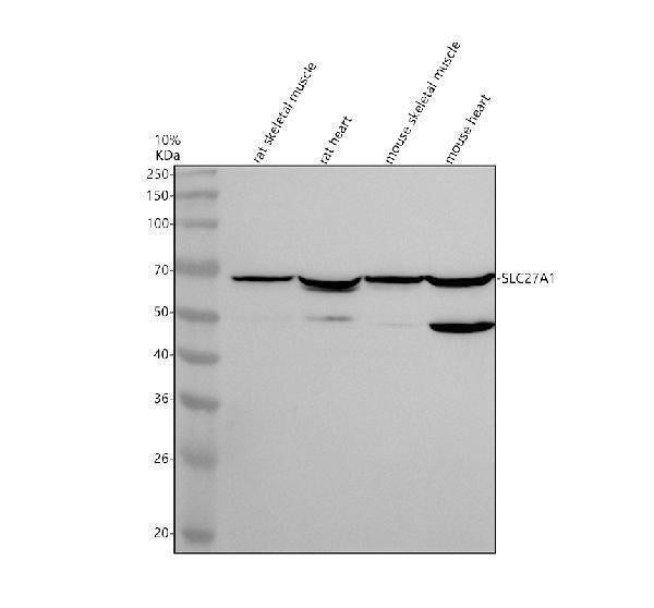 Anti-SLC27A1 Antibody Picoband® Boster Bio