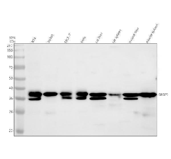 Anti-SFRS5/SRSF5 Antibody Picoband® Boster Bio