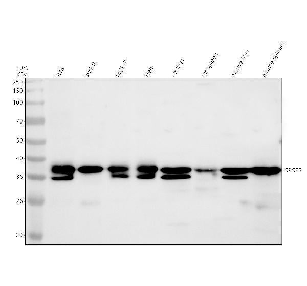 Anti-SFRS5/SRSF5 Antibody Picoband® Boster Bio