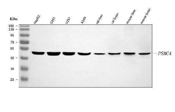 Anti-PSMC4 Antibody Picoband® Boster Bio
