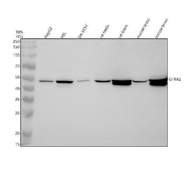 Anti-GFRA2 Antibody Picoband® Boster Bio