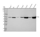 Anti-GFRA2 Antibody Picoband® Boster Bio