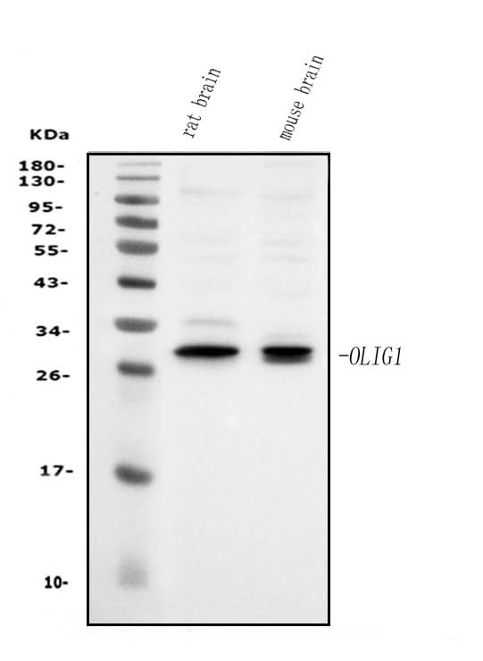 Anti-Olig1 Antibody Picoband® Boster Bio