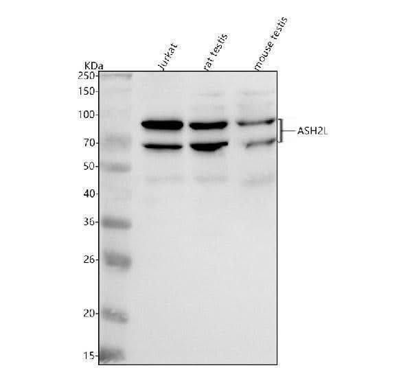 Anti-ASH2L Antibody Picoband® Boster Bio