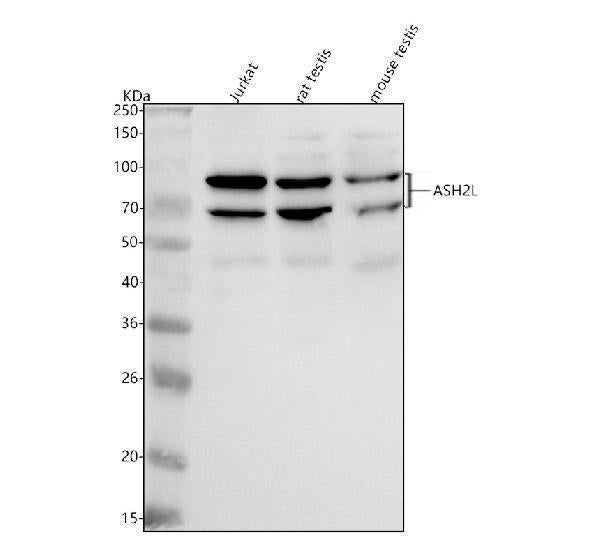Anti-ASH2L Antibody Picoband® Boster Bio