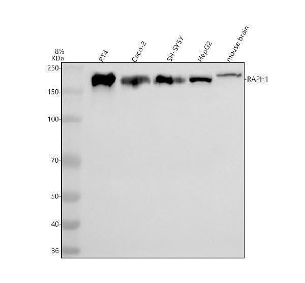 Anti-RAPH1 Antibody Picoband® Boster Bio