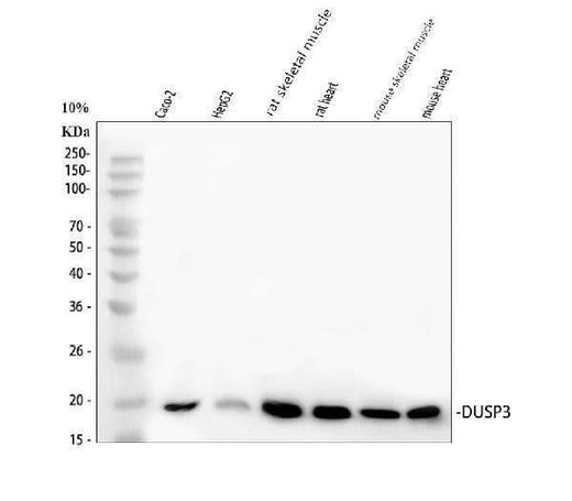Anti-DUSP3 Picoband® Antibody Boster Bio