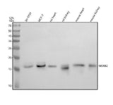 Anti-MSRB2 Antibody Picoband® Boster Bio