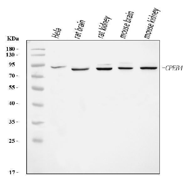 Anti-CPEB4 Antibody Picoband® Boster Bio