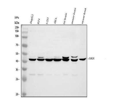 Anti-AMD1 Antibody Picoband® Boster Bio