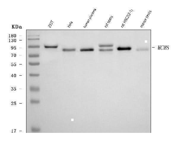 Anti-MCM8 Antibody Picoband® Boster Bio