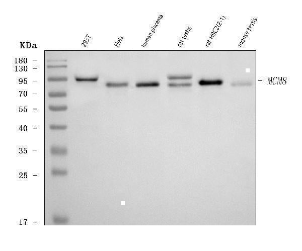Anti-MCM8 Antibody Picoband® Boster Bio