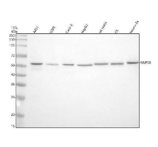 Anti-NUP50 Antibody Picoband® Boster Bio