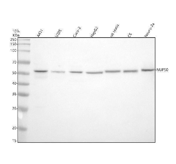 Anti-NUP50 Antibody Picoband® Boster Bio