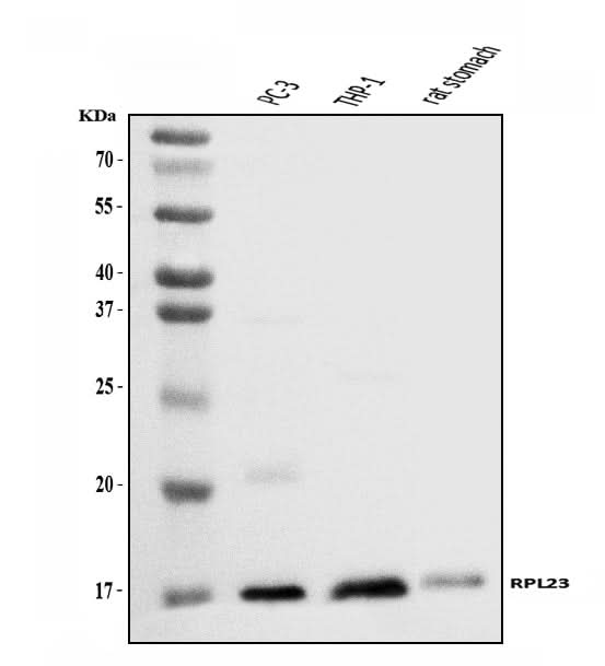 Anti-RPL23 Antibody Picoband® Boster Bio