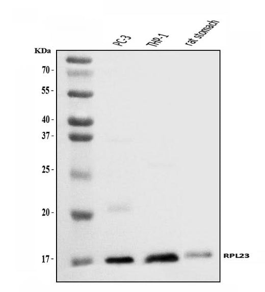 Anti-RPL23 Antibody Picoband® Boster Bio